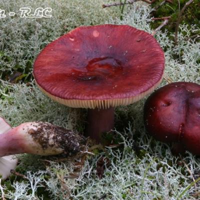 Russula Torulosa