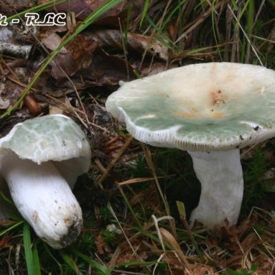 Russula Virescens