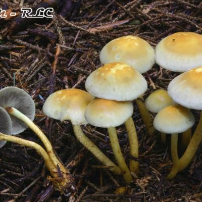 Hypholoma Fasciculare