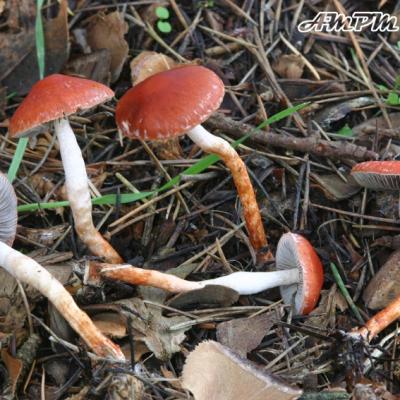 Stropharia Aurantiaca
