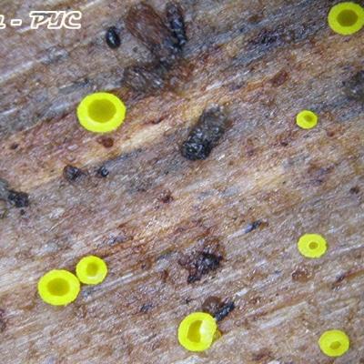 Bisporella Sulfurina 11011