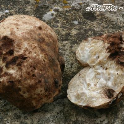 Choiromyces Meandiformis