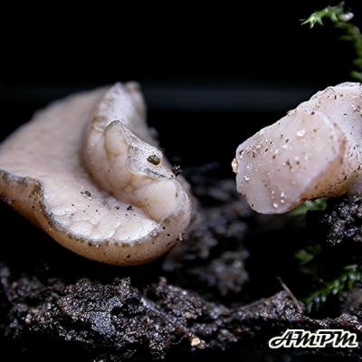 Cudoniella Tenuispora 11018