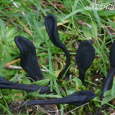 Geoglossum Cookeianum