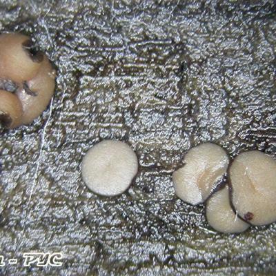 Graddonia Coracina 11012