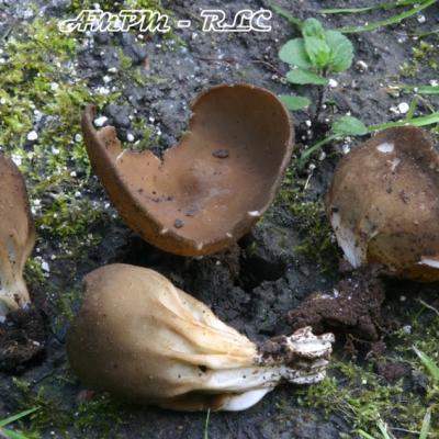 Helvella Acetabulum
