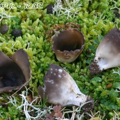 Helvella Leucomelaena
