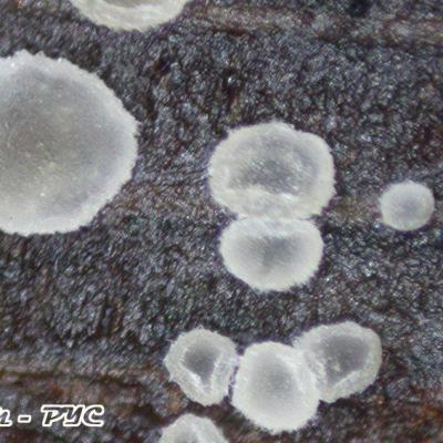 Hyaloscypha Albohyalina Var Albohyalina 11015