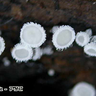 Lachnum Virgineum 11028