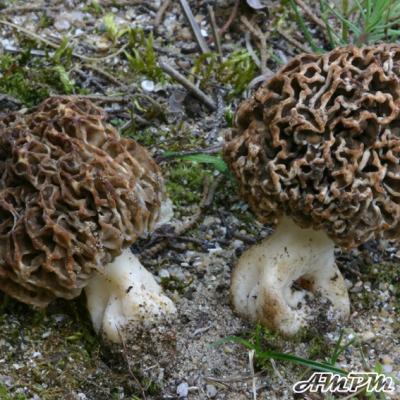 Morchella Dunensis2