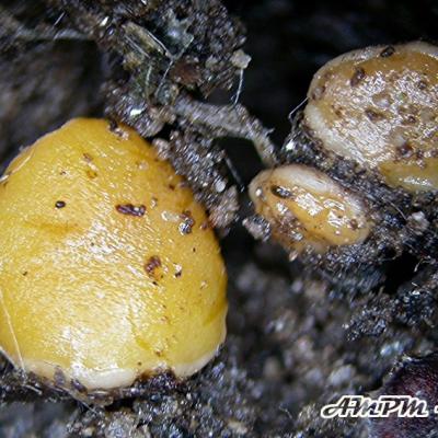 Pulvinula Constellatio 11036