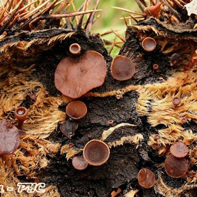 Rustroemia Echinophila 11051