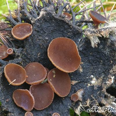 Rutstroeemia Echinophila3