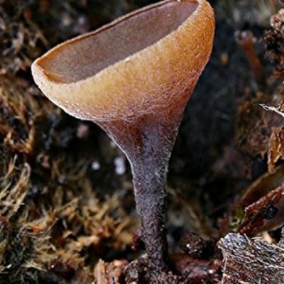 Rutstroemia Echinophila1 11051