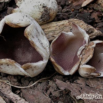 Sarcosphaera Crassa 11023