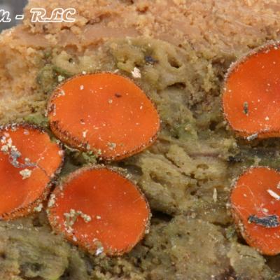 Scutellinia Umbrarum