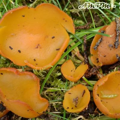 Sowerbiella Brevispora