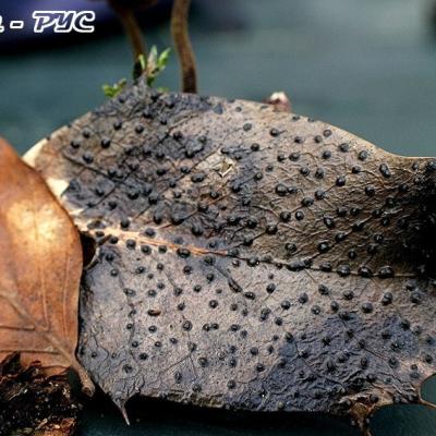 Trochila Ilicina 11004