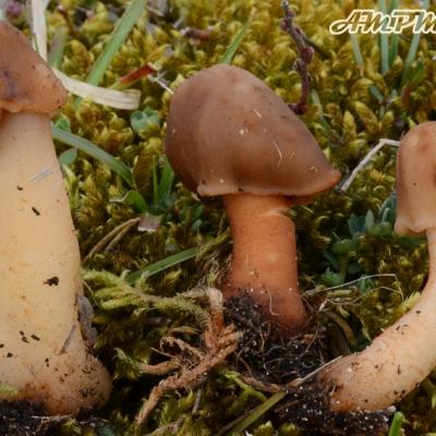 Verpa Digitaliformis2