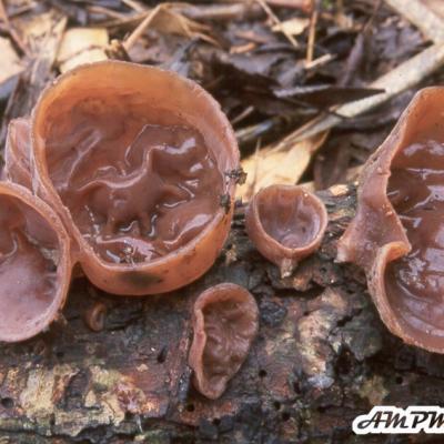 Auricularia Auricula Judae