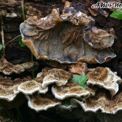 Auricularia Mesenterica