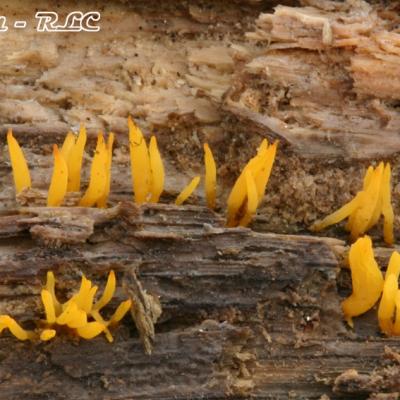 Calocera Cornea