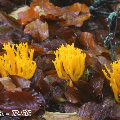 Calocera Viscosa