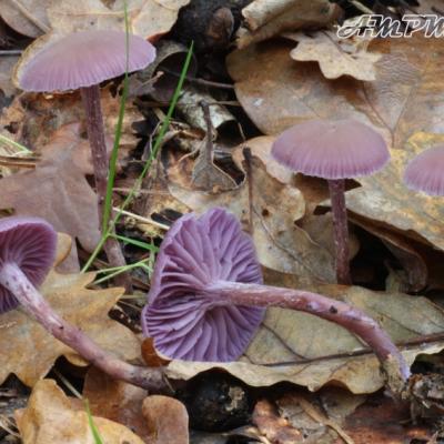Laccaria Amethystina