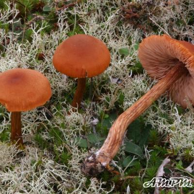 Laccaria Laccata Moelleri