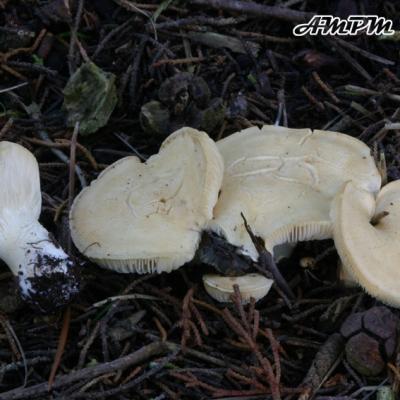 Leucopaxillus Cutefractus