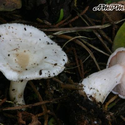 Leucopaxillus Rhodoleucus