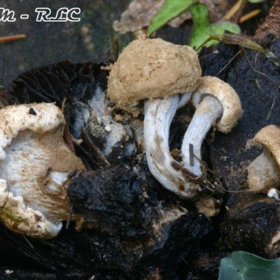 Nyctalis Agaricoides