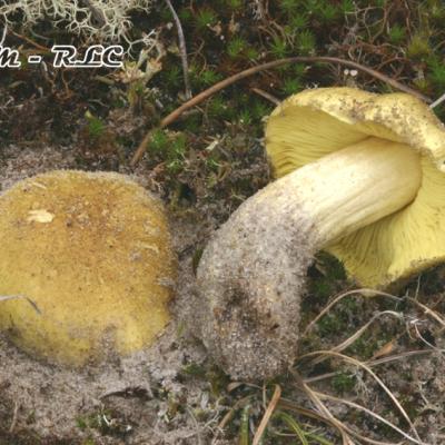 Tricholoma Auratum