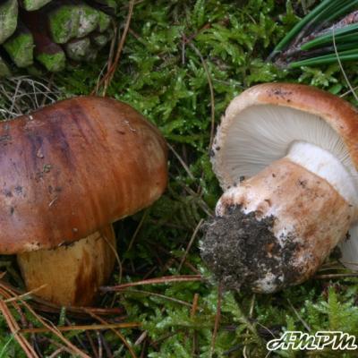 Tricholoma Fracticum