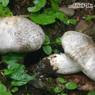 Tricholoma Pardinum