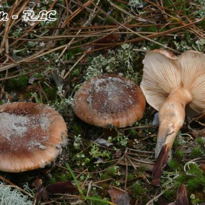 Tricholoma Pessundatum