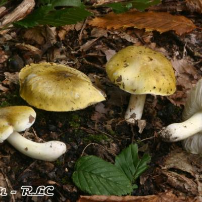 Tricholoma Sejunctum