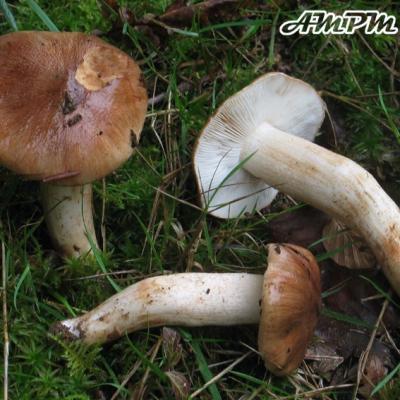 Tricholoma Ustale