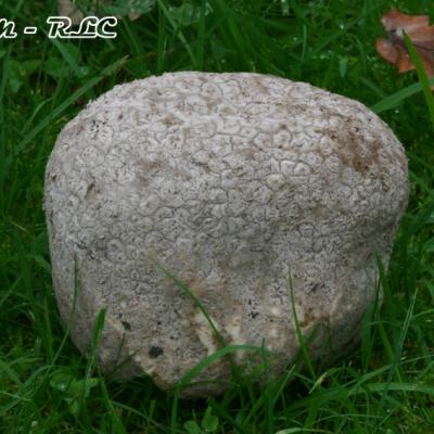 Calvatia Utriformis