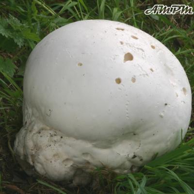 Langermannia Gigantea