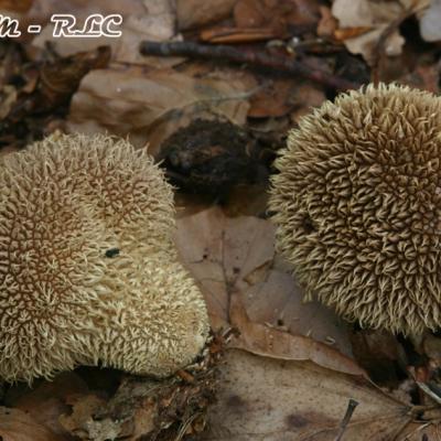 Lycoperdon Echinatum