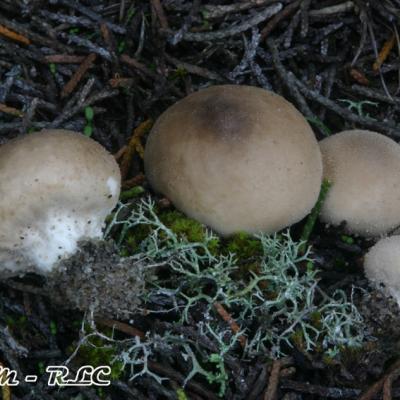 Lycoperdon Lividum