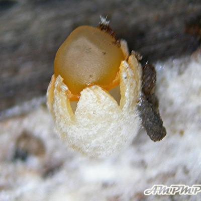 Sphaerobolus Stellatus