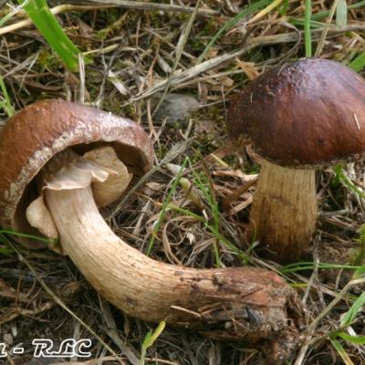 Agrocybe Erebia