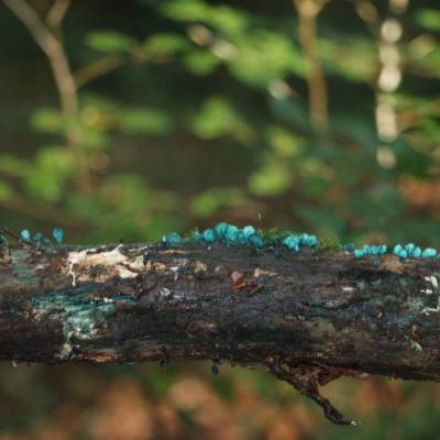 20211009 Foret De Camors Ampm 11