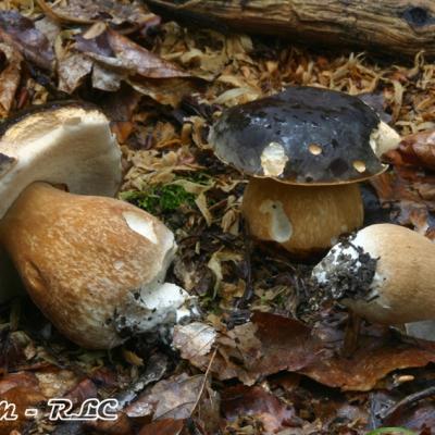 Boletus Aereus
