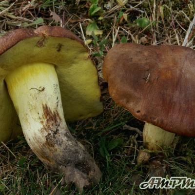 Boletus Appendiculatus