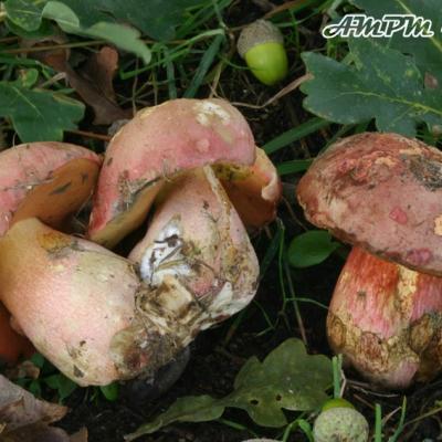 Boletus Legaliae