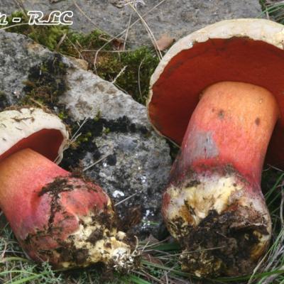 Boletus Satanas