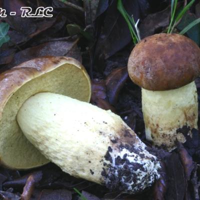 Leccinum Lepidum